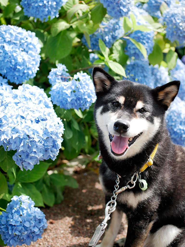 f:id:tsuruten:20200420213655j:plain