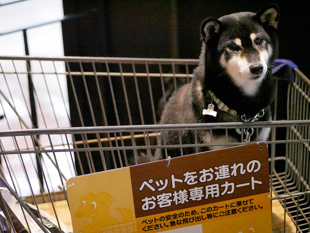 f:id:tsuruten:20200420231343j:plain