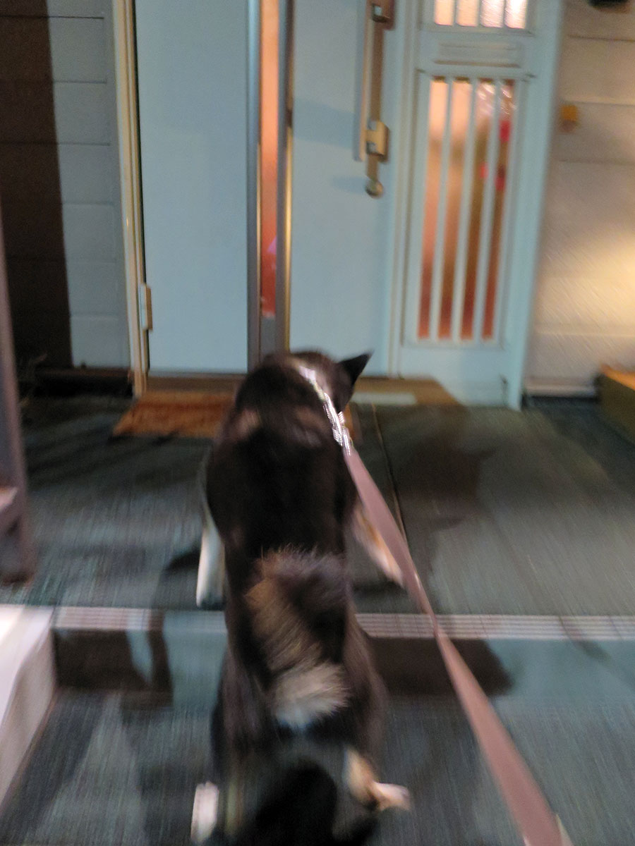 f:id:tsuruten:20200429134252j:plain f:id:tsuruten:20200429134252j:plain