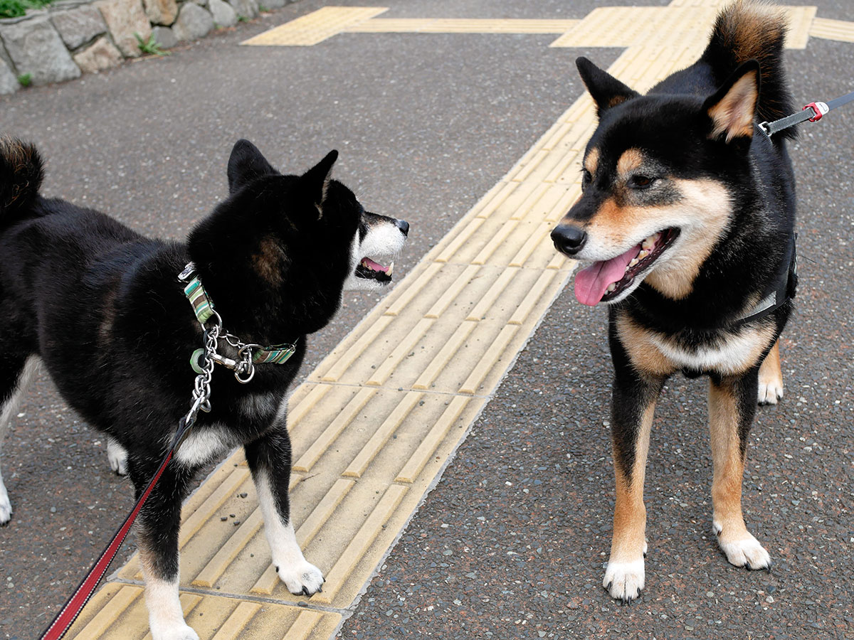 f:id:tsuruten:20200429232901j:plain f:id:tsuruten:20200429232901j:plain