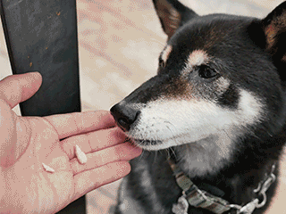 f:id:tsuruten:20200504164843g:plain