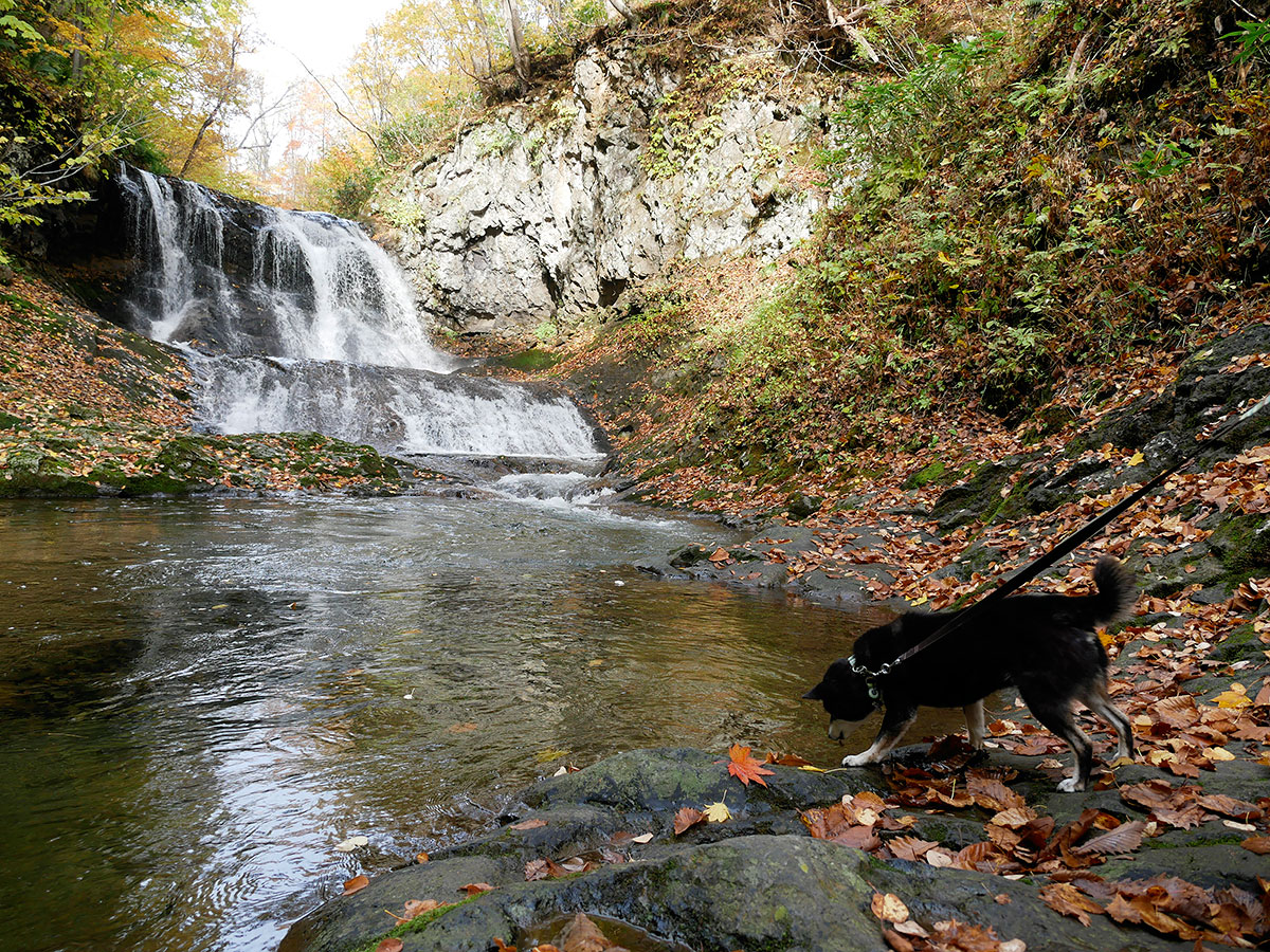 f:id:tsuruten:20200509102029j:plain