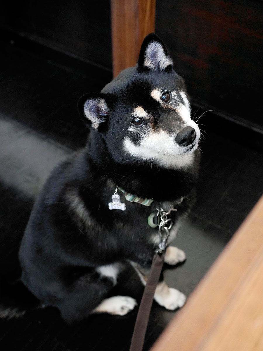 f:id:tsuruten:20200514215017j:plain