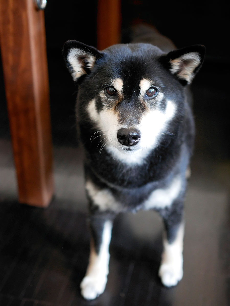 f:id:tsuruten:20200524155249j:plain f:id:tsuruten:20200524155249j:plain