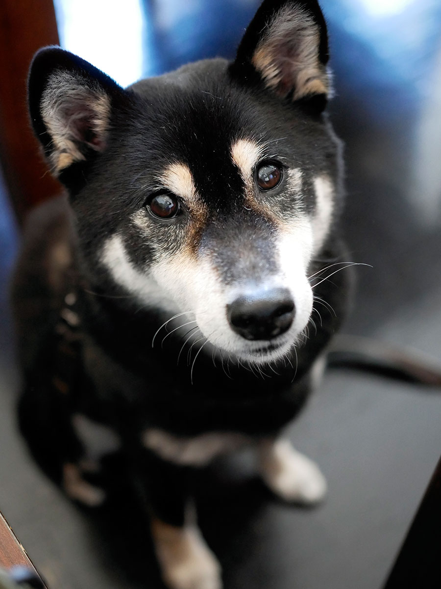 f:id:tsuruten:20200524155335j:plain f:id:tsuruten:20200524155335j:plain