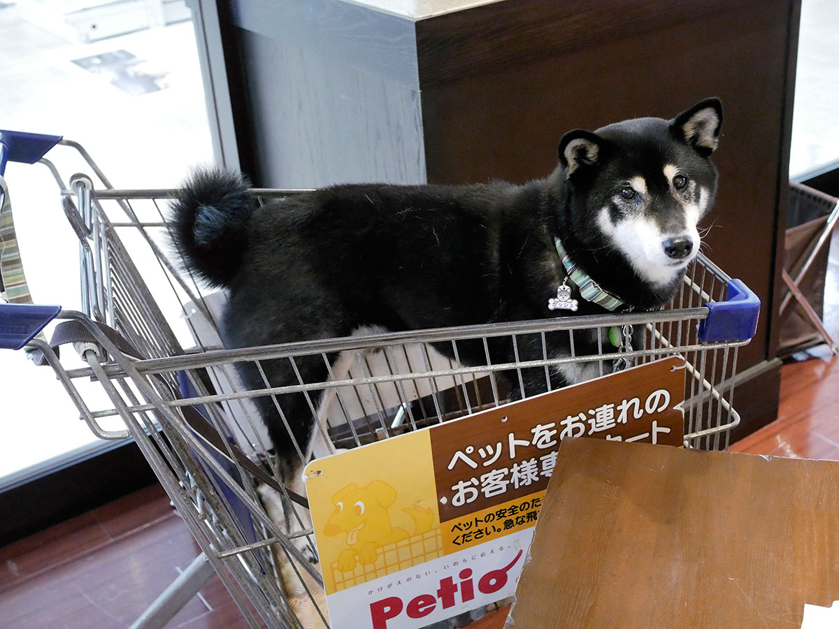 f:id:tsuruten:20200529211151j:plain