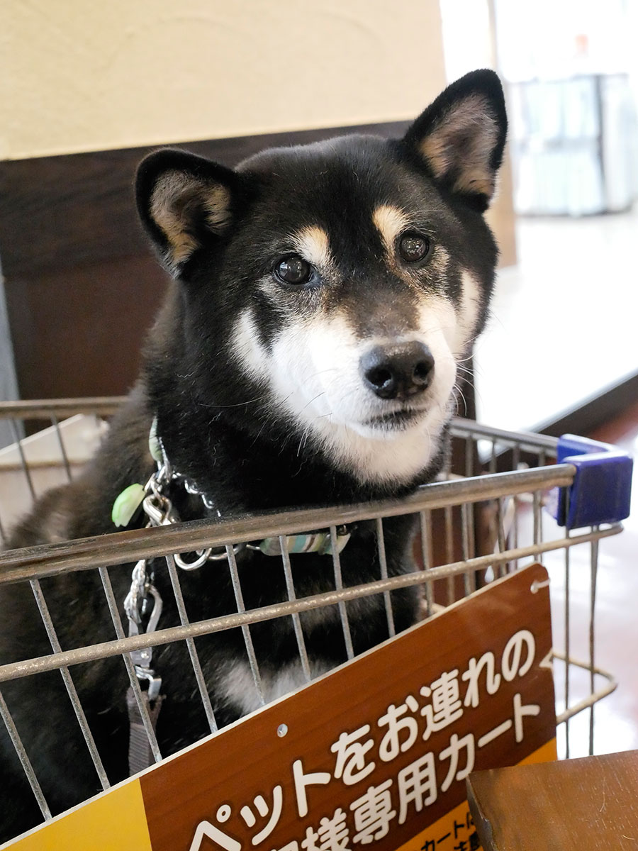 f:id:tsuruten:20200529211214j:plain