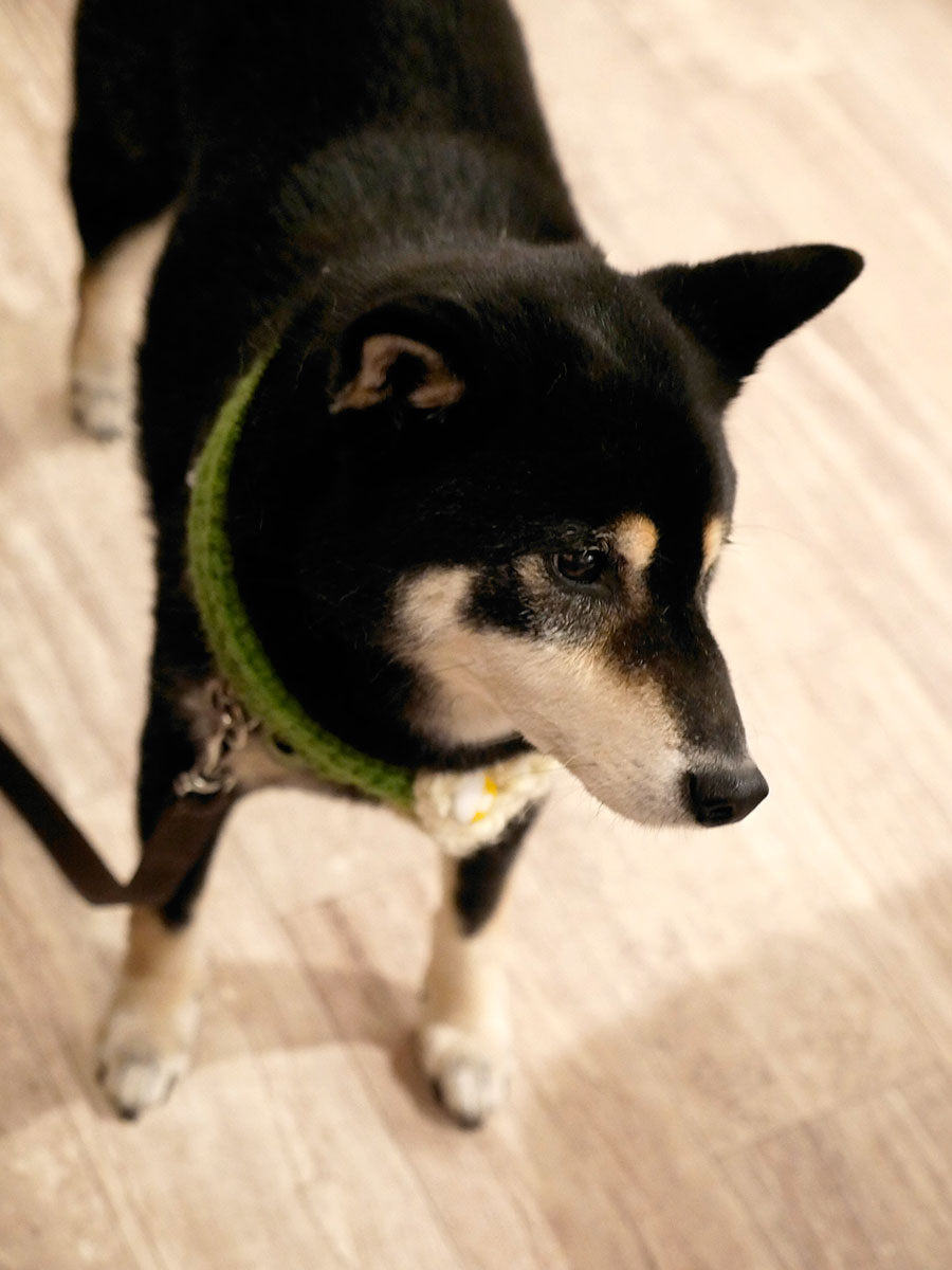 f:id:tsuruten:20200604220409j:plain