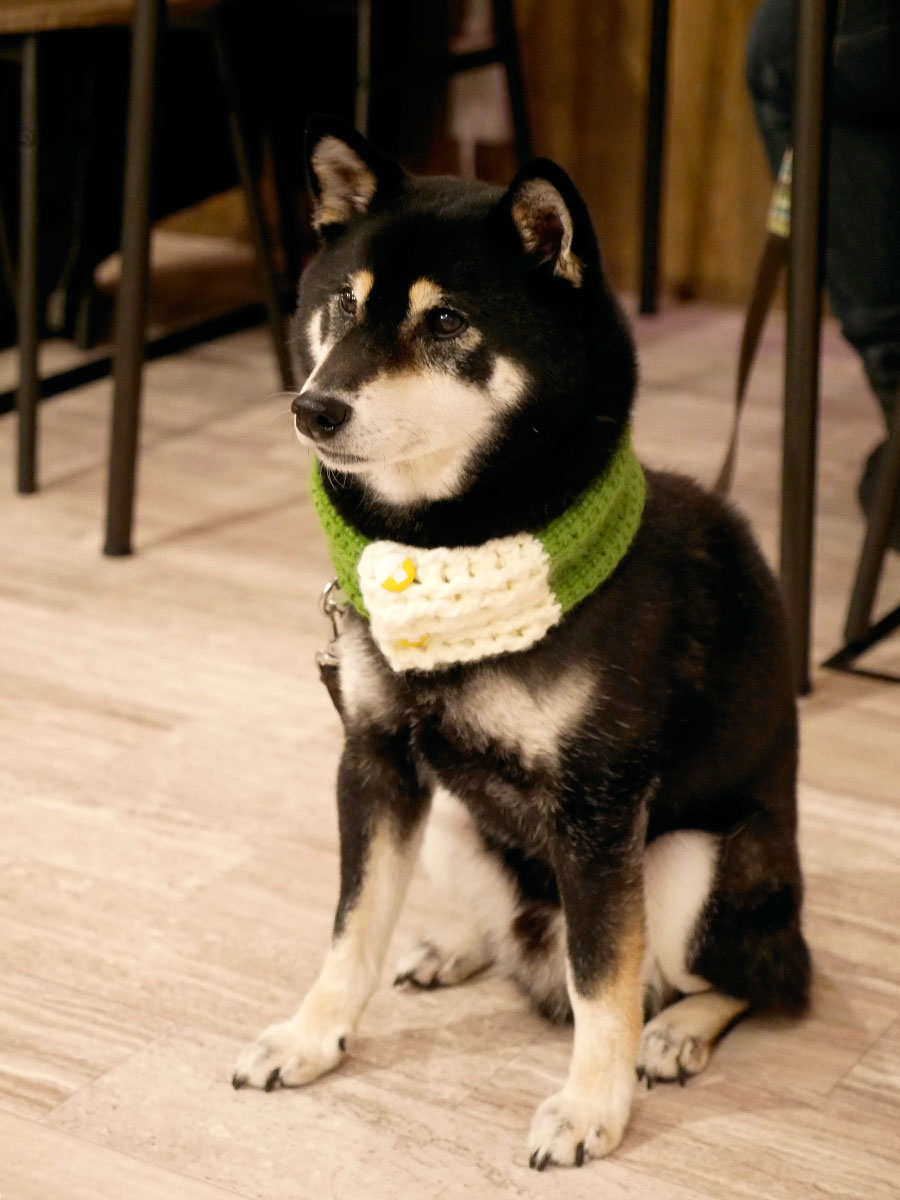 f:id:tsuruten:20200604220500j:plain
