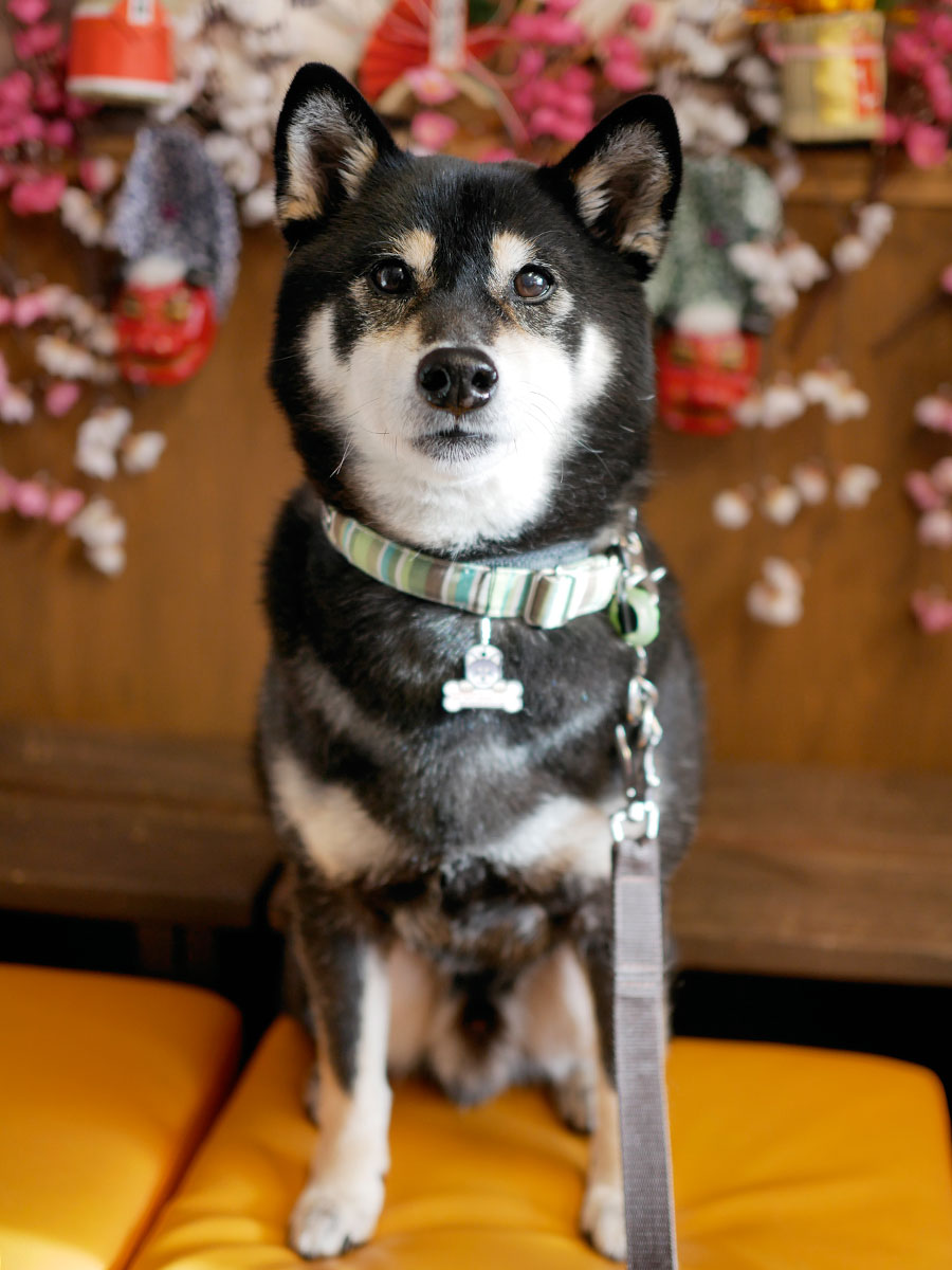 f:id:tsuruten:20200607222542j:plain