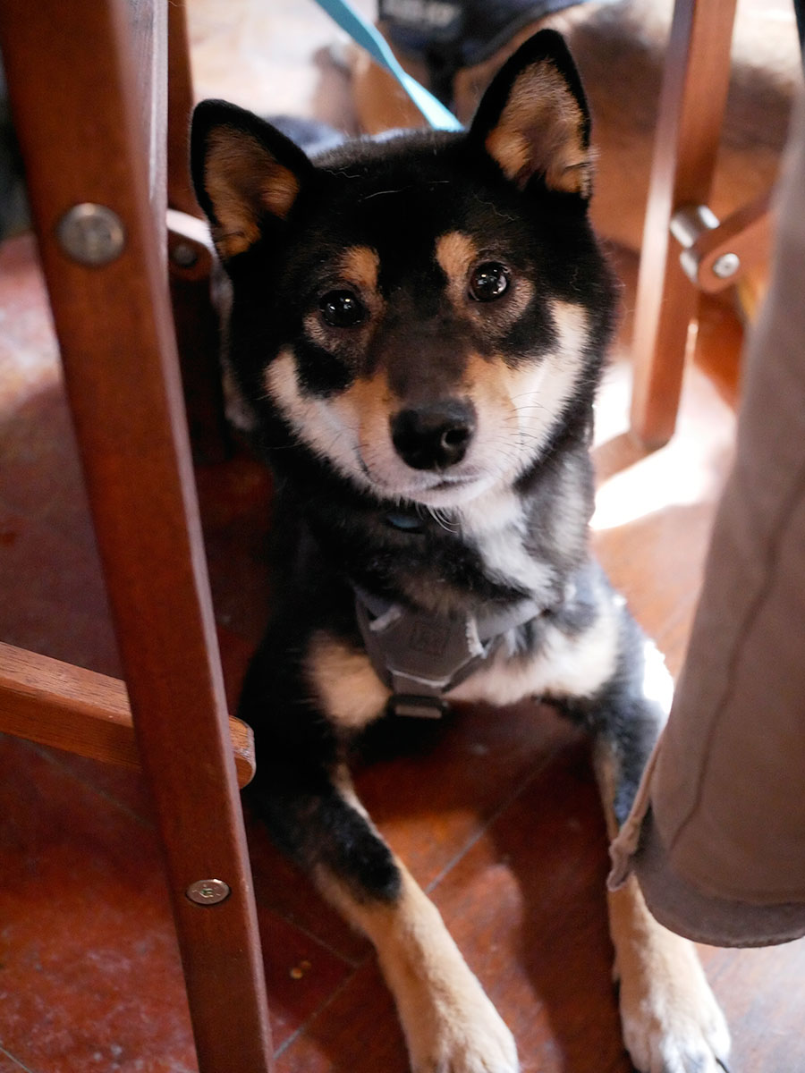 f:id:tsuruten:20200621233500j:plain