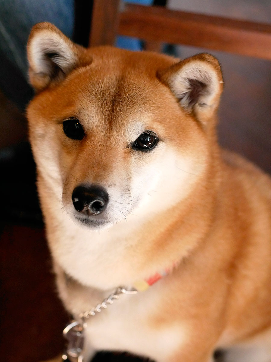 f:id:tsuruten:20200621233507j:plain