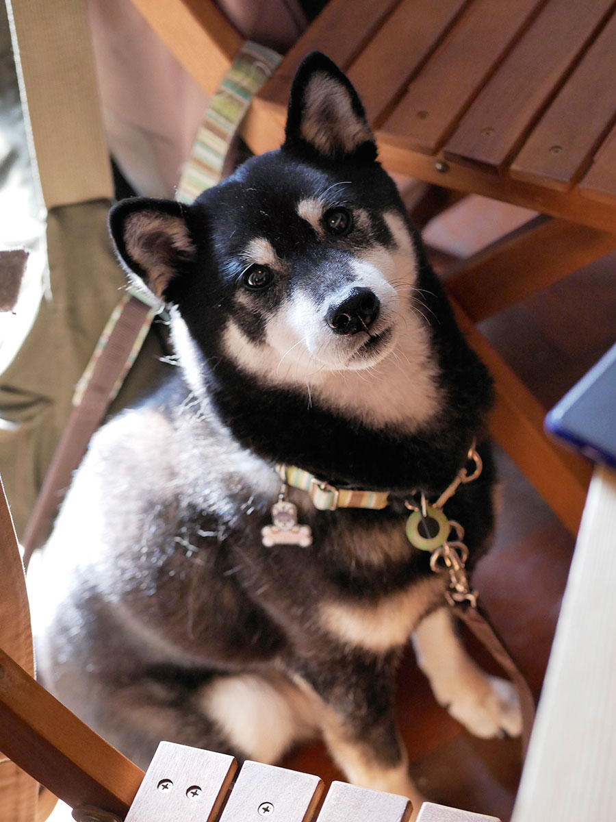f:id:tsuruten:20200621233528j:plain