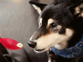 f:id:tsuruten:20200623225951g:plain f:id:tsuruten:20200623225951g:plain