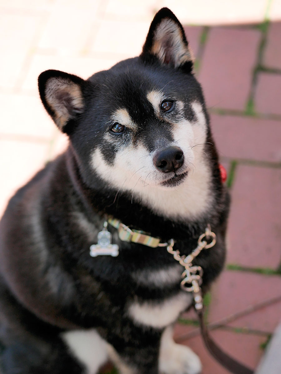 f:id:tsuruten:20200726155831j:plain