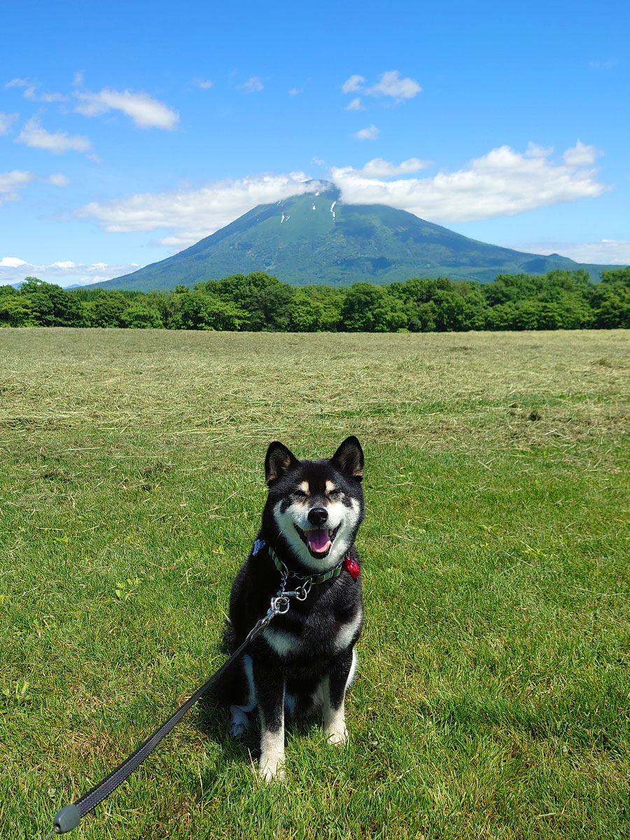 f:id:tsuruten:20200726155923j:plain
