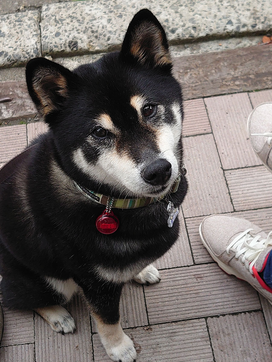 f:id:tsuruten:20200731002755j:plain