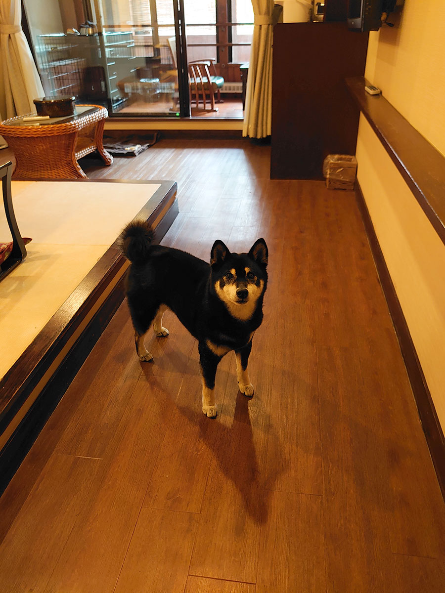 f:id:tsuruten:20200731002758j:plain