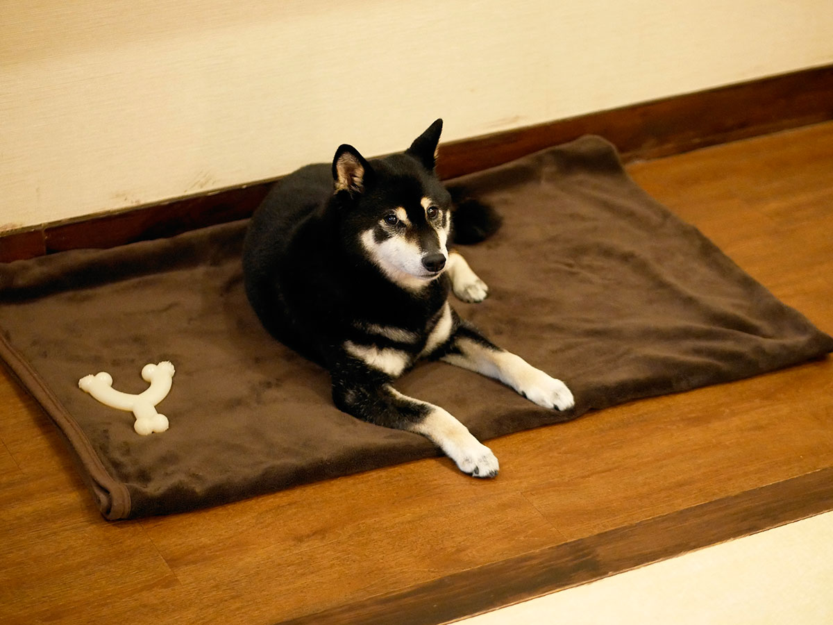 ふる川のペット同伴プランの食事は部屋食 年6月27日 柴犬のガッシュ