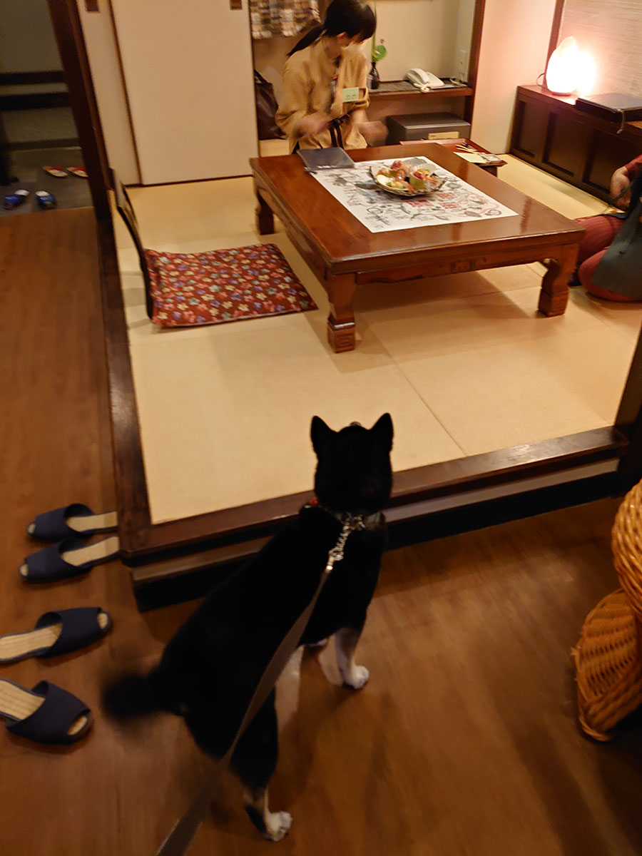 f:id:tsuruten:20200731002916j:plain f:id:tsuruten:20200731002916j:plain
