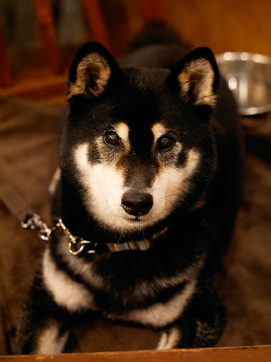 f:id:tsuruten:20200731003021j:plain f:id:tsuruten:20200731003021j:plain