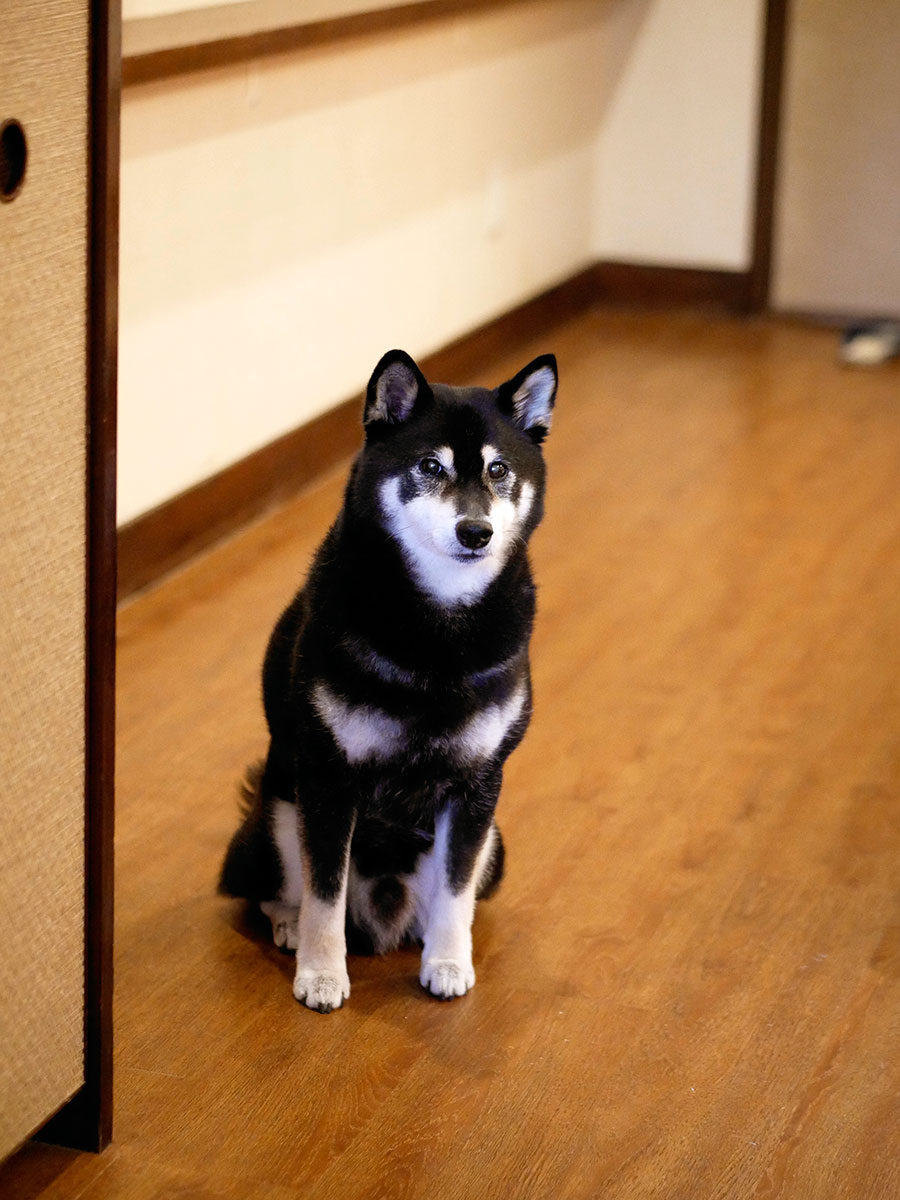 f:id:tsuruten:20200731003222j:plain f:id:tsuruten:20200731003222j:plain