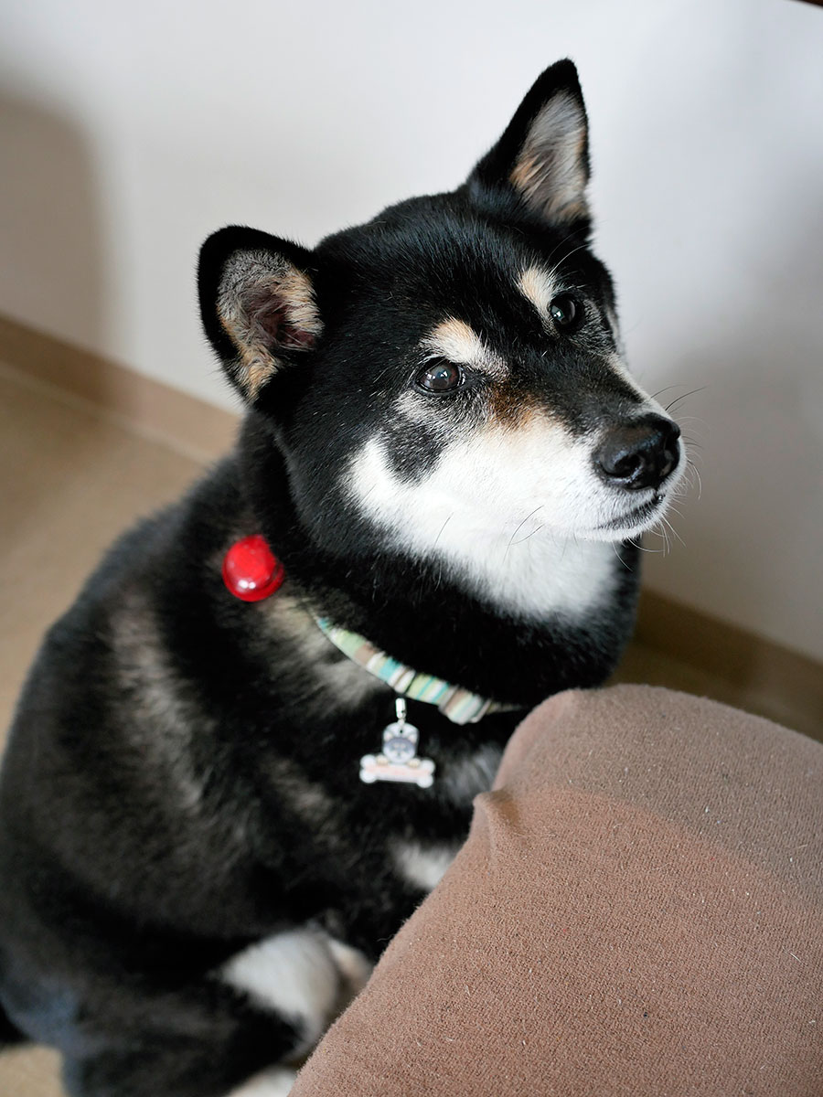 f:id:tsuruten:20200802200906j:plain