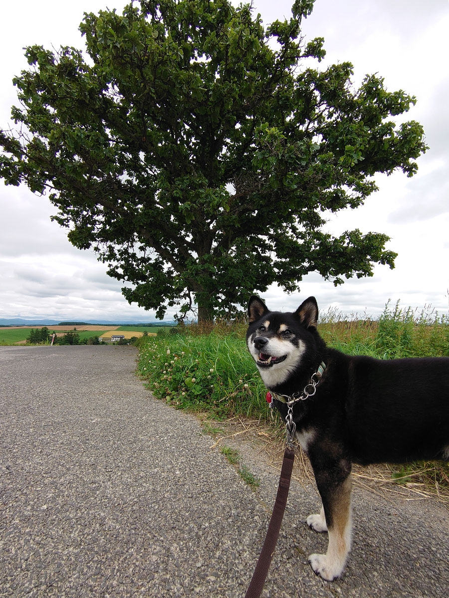 f:id:tsuruten:20200813164101j:plain f:id:tsuruten:20200813164101j:plain