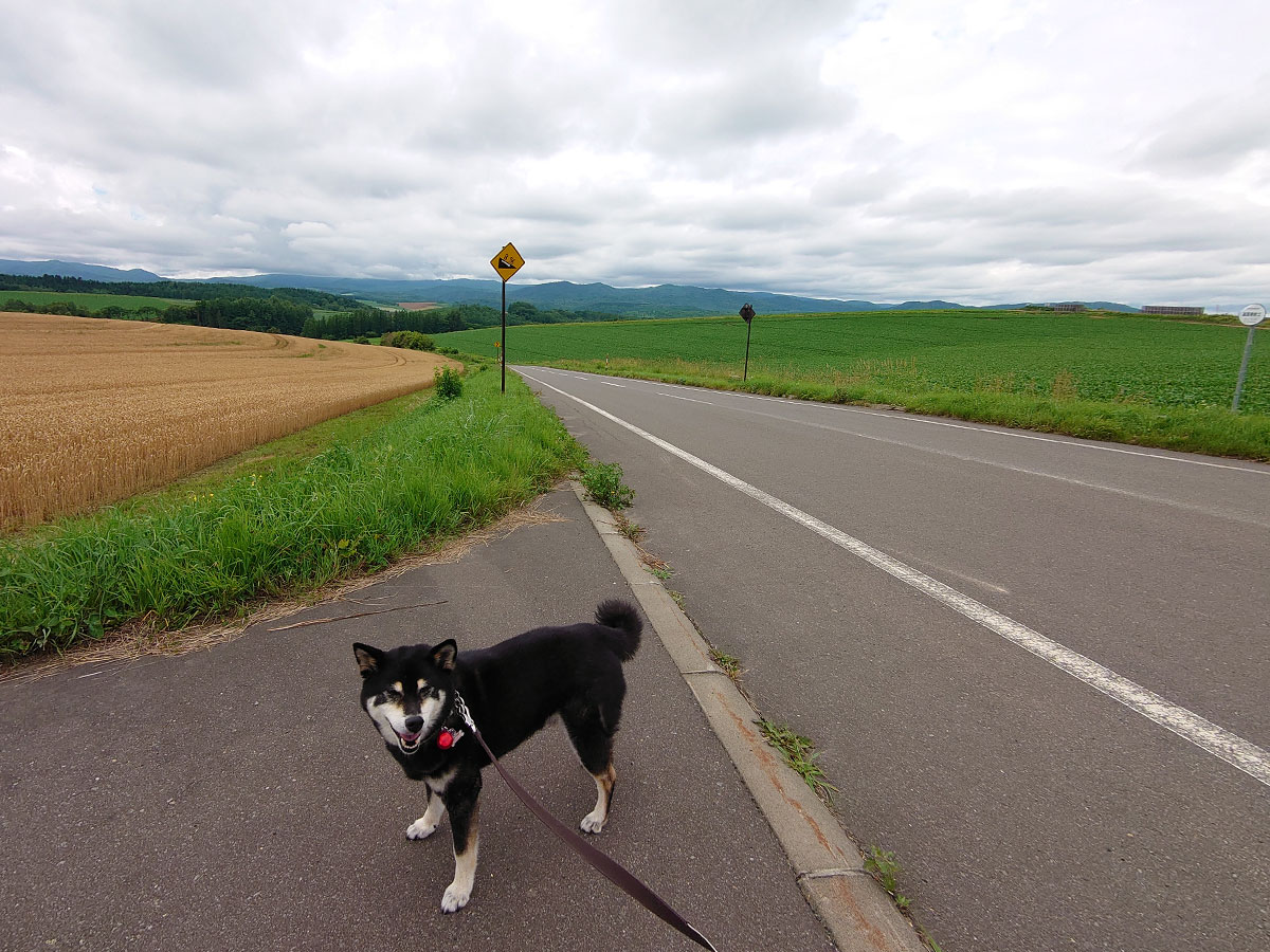 f:id:tsuruten:20200813164106j:plain f:id:tsuruten:20200813164106j:plain