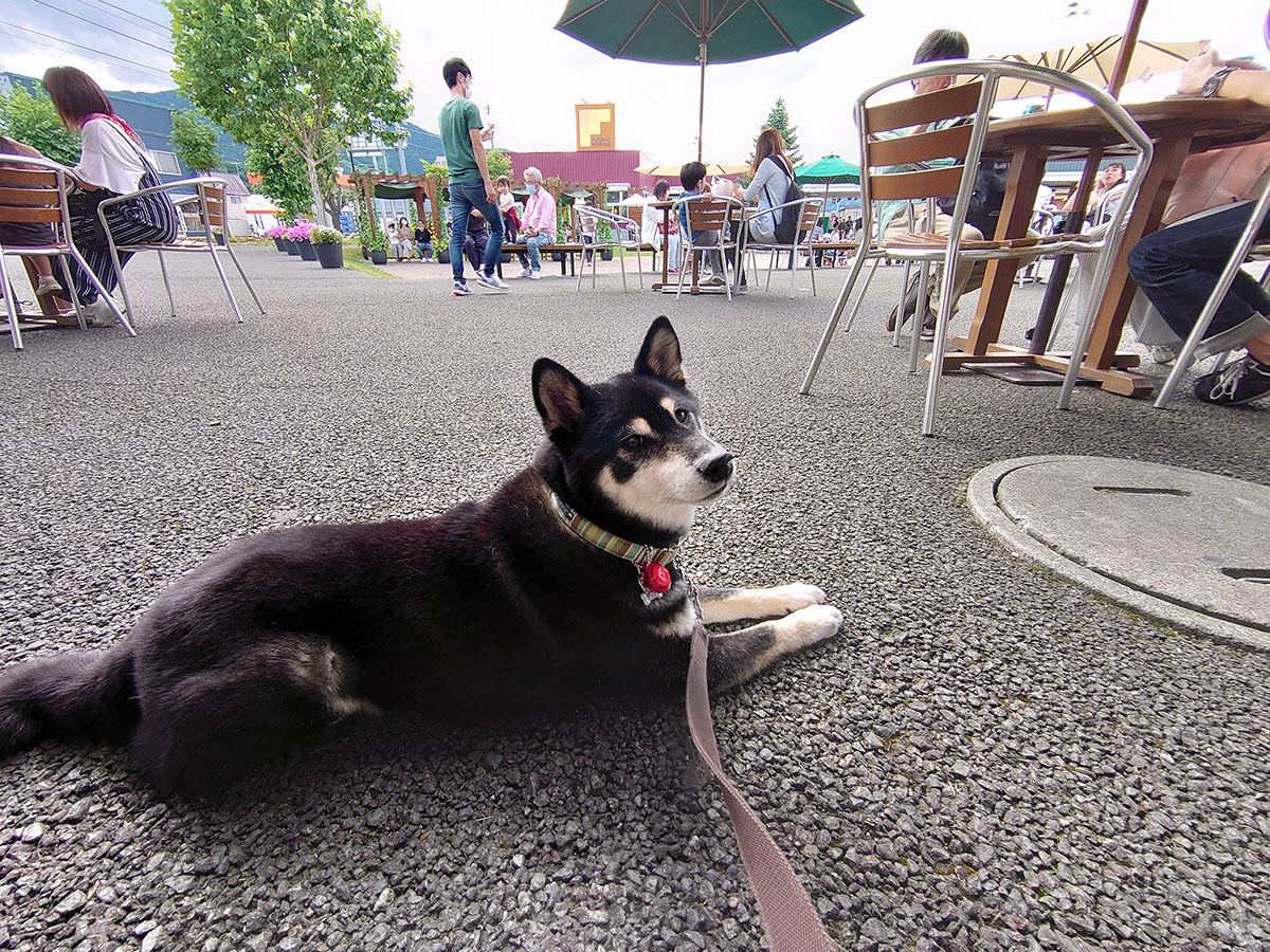 f:id:tsuruten:20200813164219j:plain f:id:tsuruten:20200813164219j:plain
