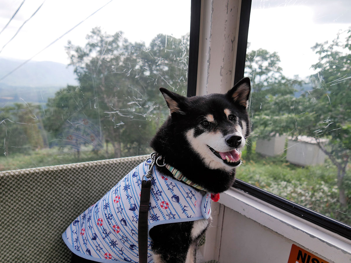 f:id:tsuruten:20200814160801j:plain
