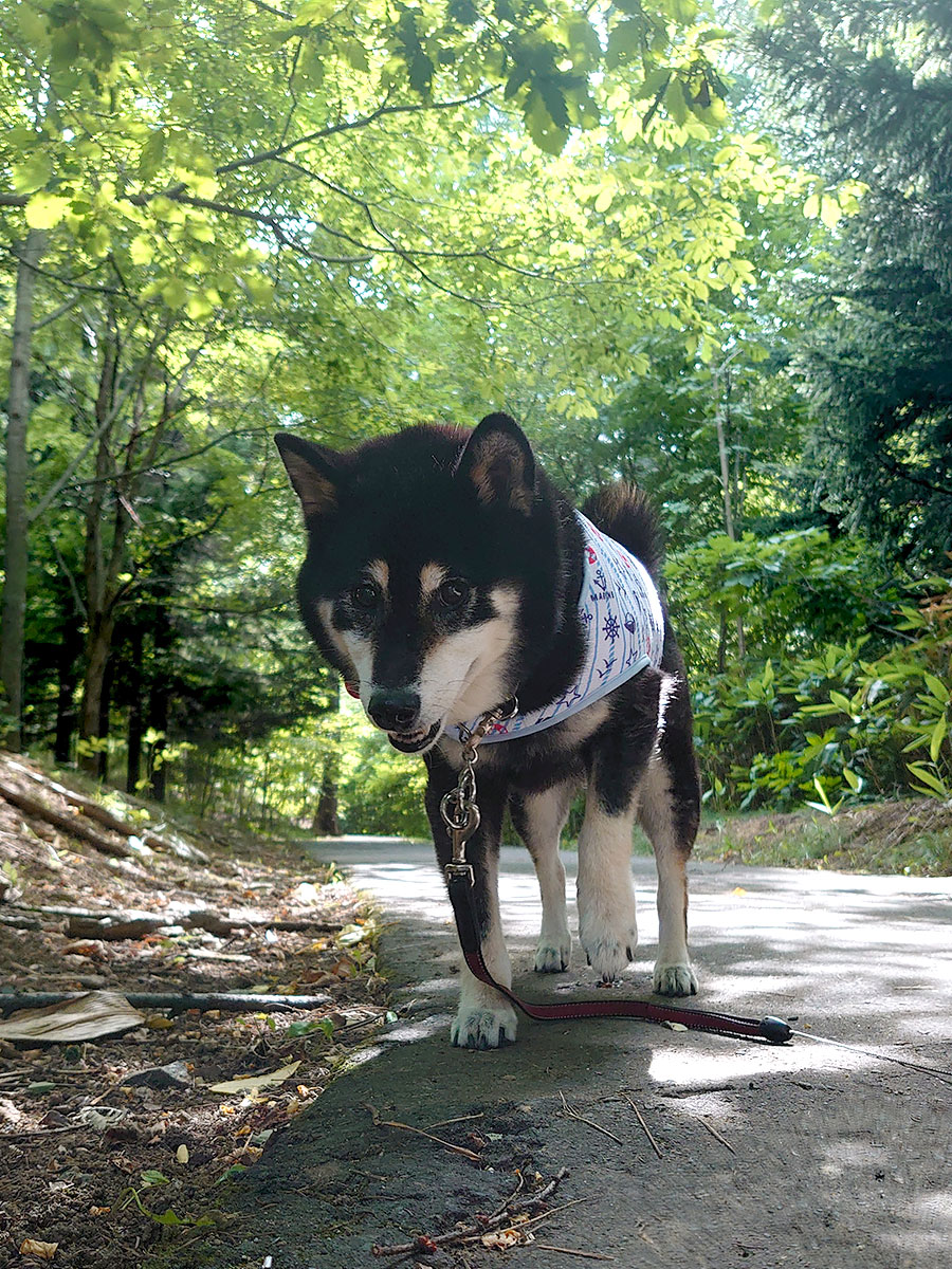f:id:tsuruten:20200814173726j:plain