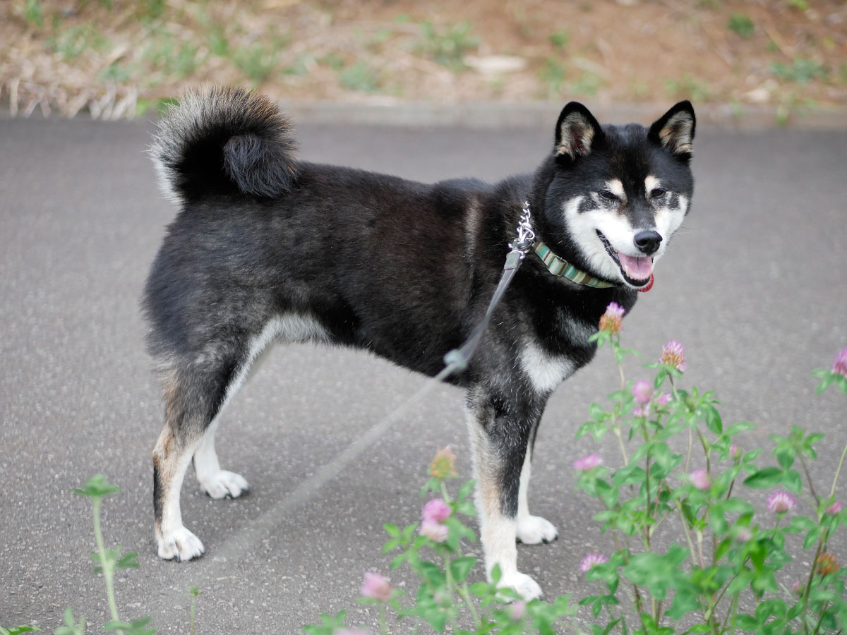 f:id:tsuruten:20200820234121j:plain