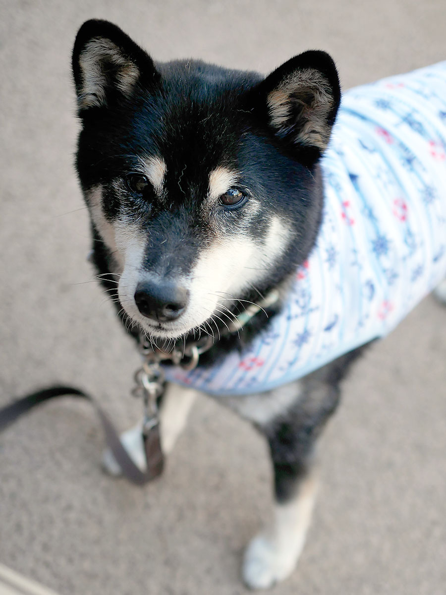 f:id:tsuruten:20200820235748j:plain