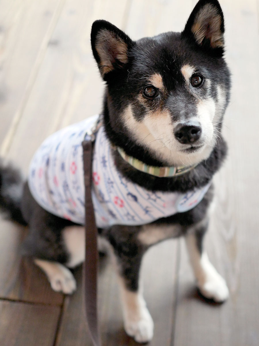 f:id:tsuruten:20200820235802j:plain