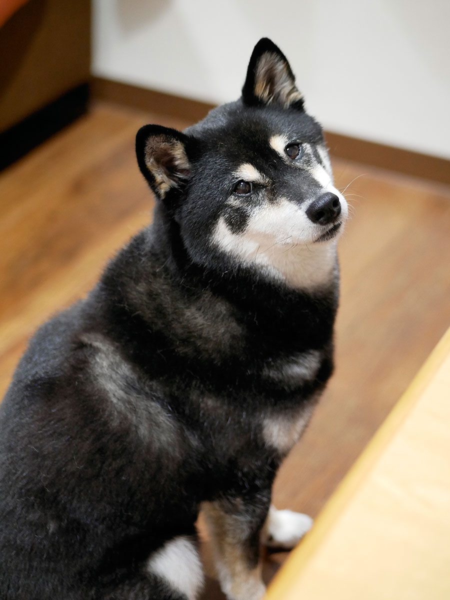 f:id:tsuruten:20200826212535j:plain