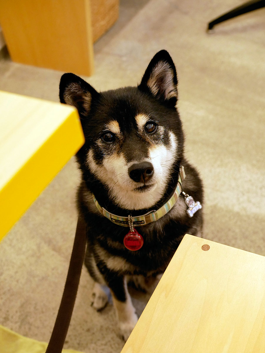 f:id:tsuruten:20200930212337j:plain