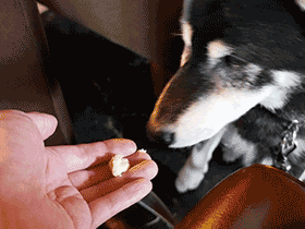 f:id:tsuruten:20201004232337g:plain
