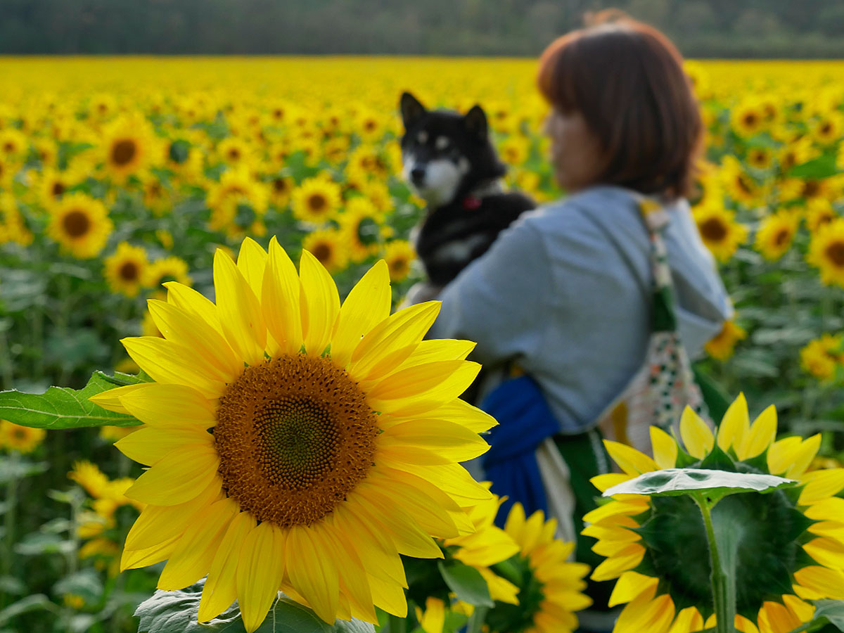 f:id:tsuruten:20201005234819j:plain f:id:tsuruten:20201005234819j:plain