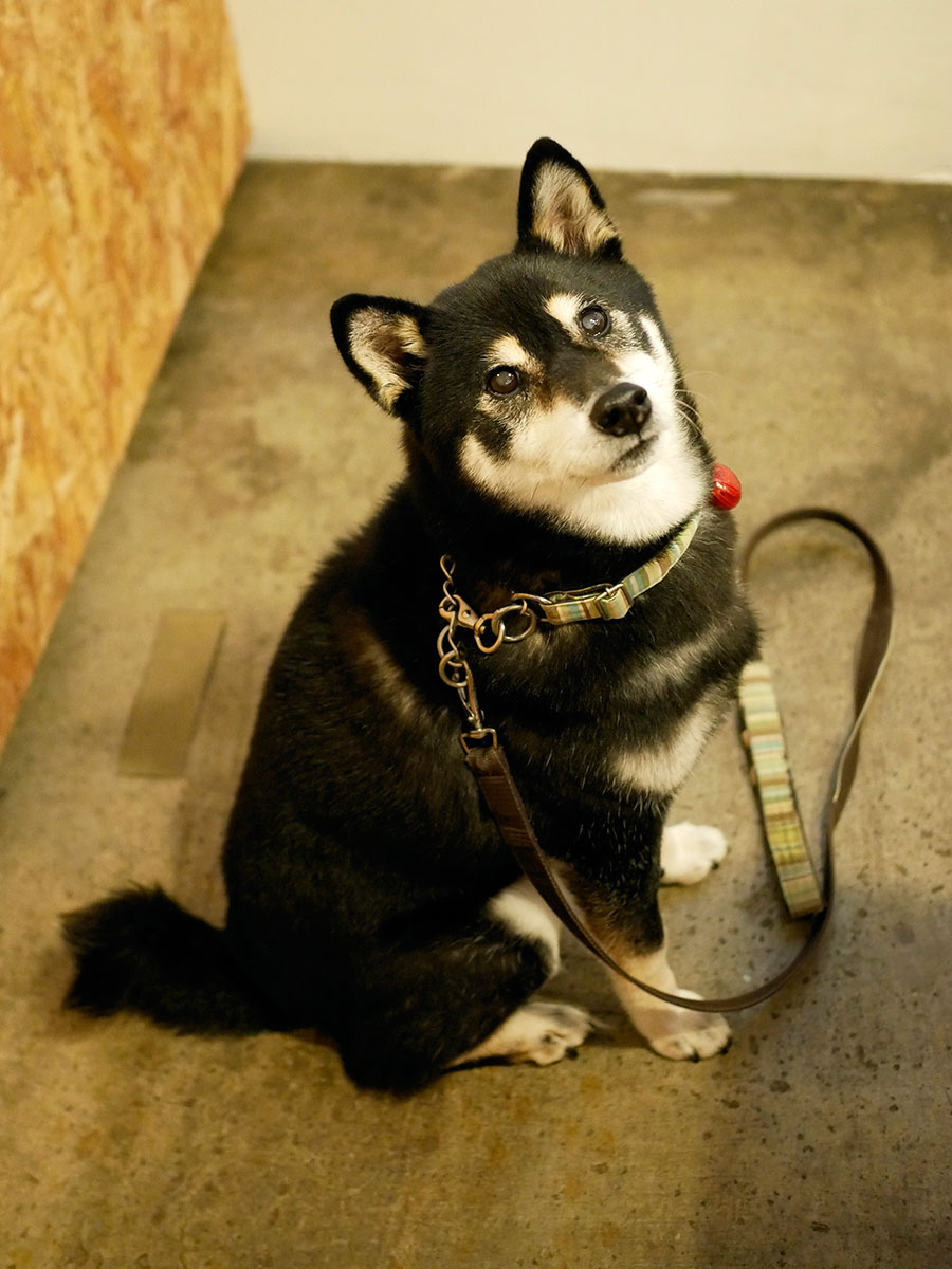 f:id:tsuruten:20201204223712j:plain
