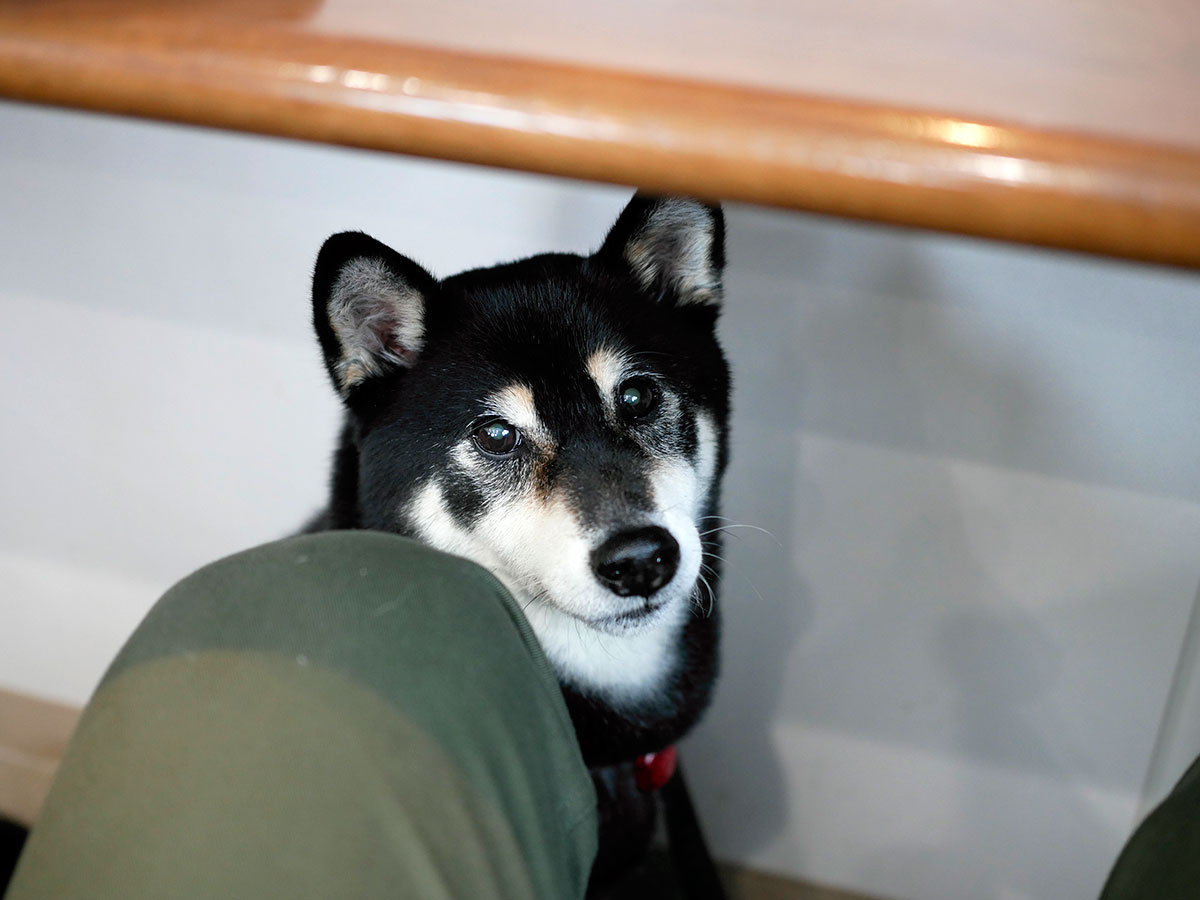 f:id:tsuruten:20210202230438j:plain