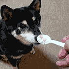 f:id:tsuruten:20210207110730g:plain