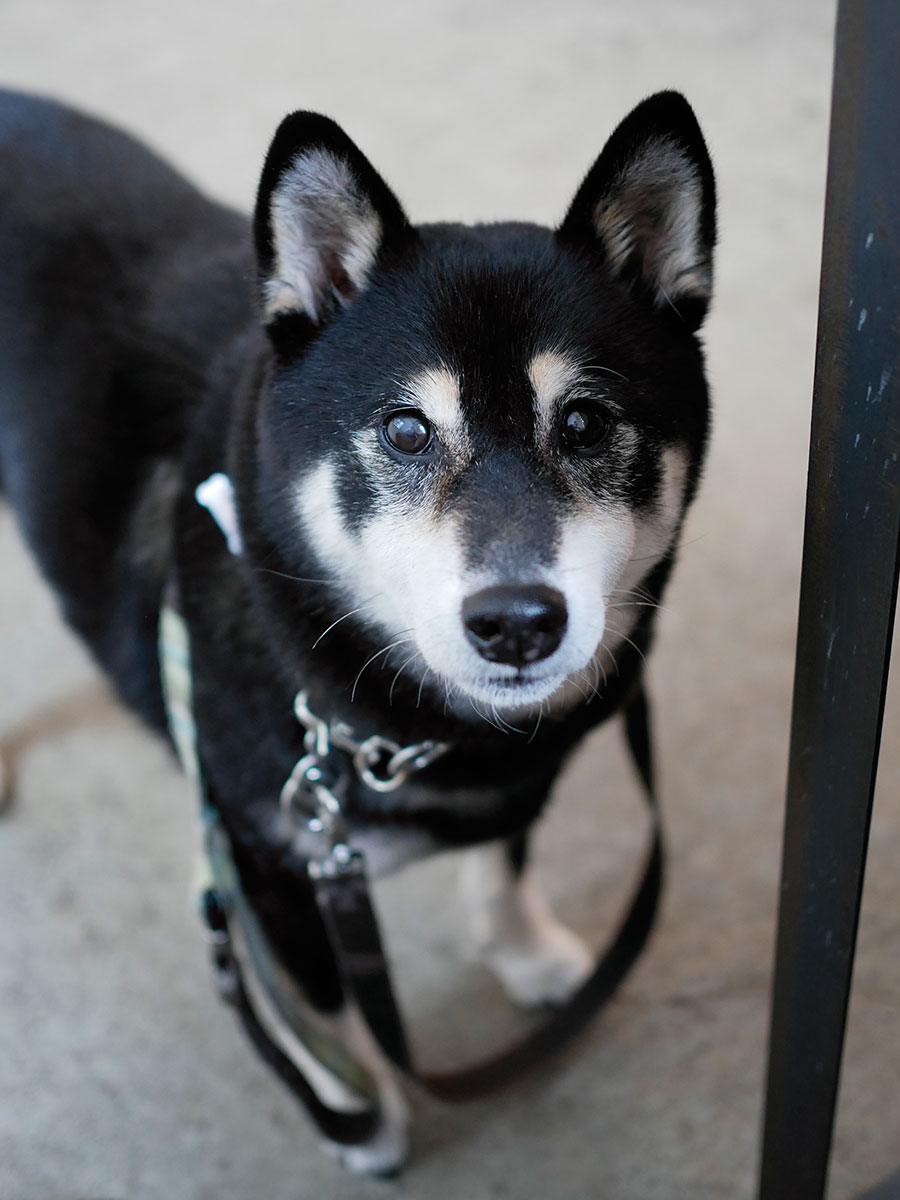 f:id:tsuruten:20210207111901j:plain