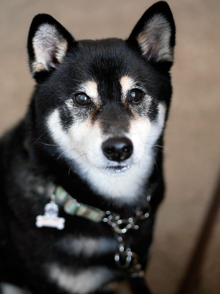 f:id:tsuruten:20210207111922j:plain