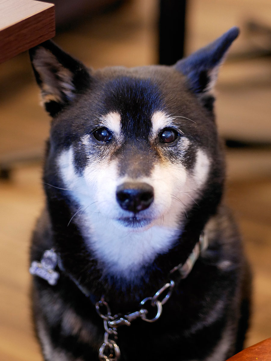 f:id:tsuruten:20210227202455j:plain