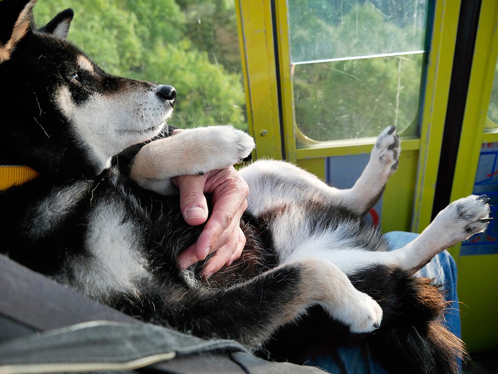 f:id:tsuruten:20210519174100j:plain