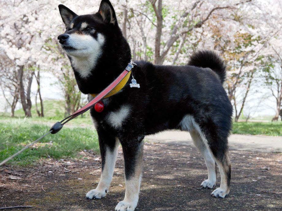 f:id:tsuruten:20210520092503j:plain