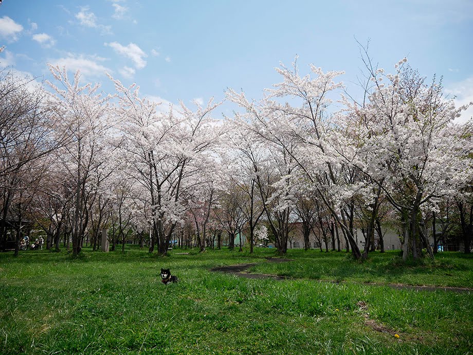 f:id:tsuruten:20210520092525j:plain
