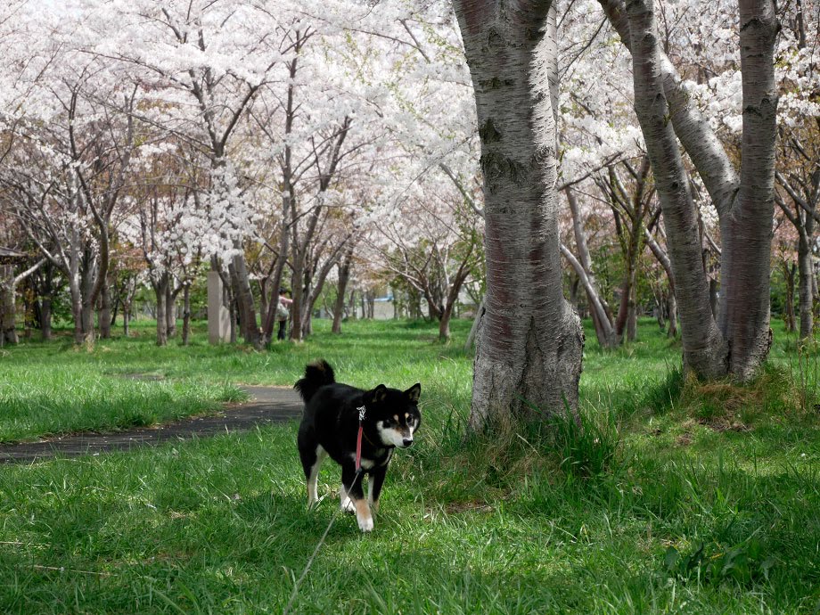 f:id:tsuruten:20210520092534j:plain