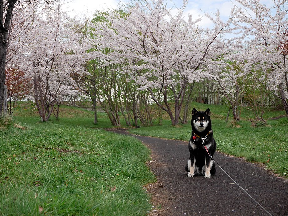 f:id:tsuruten:20210520092628j:plain